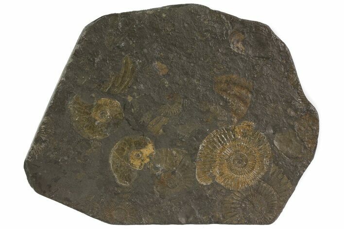 Dactylioceras Ammonite Cluster - Posidonia Shale, Germany #79303